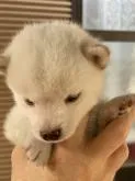 豆柴【大分県・男の子・2022年8月2日・白】の写真5