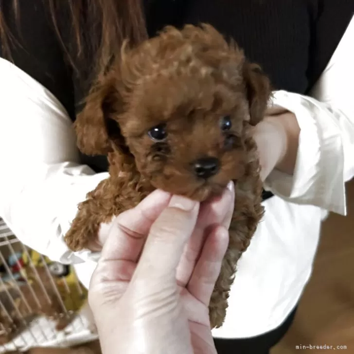 ID:2505-04404の子犬