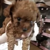 ティーカッププードル