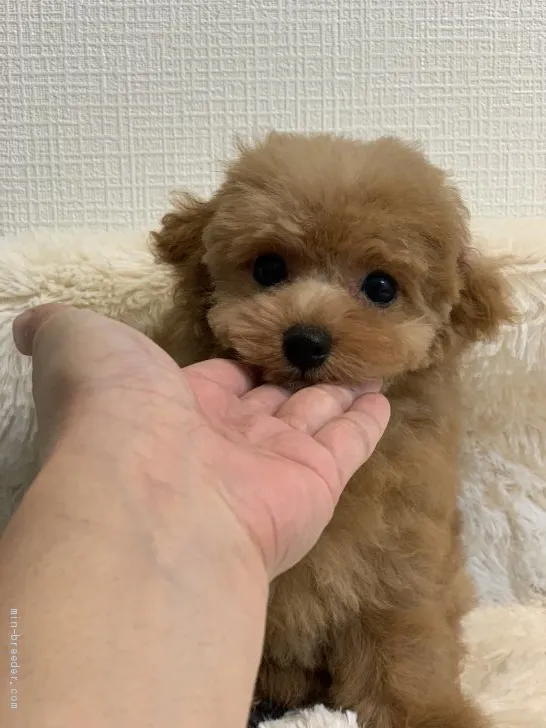 ID：2009-02869の子犬