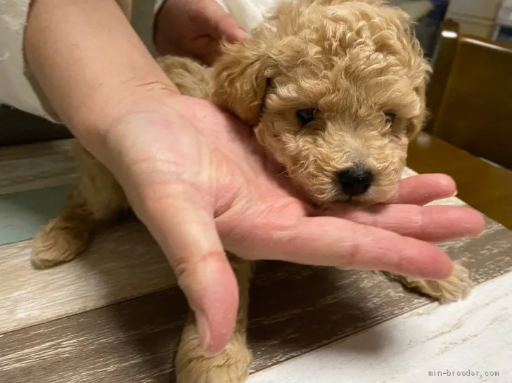 ID：2105-02021の子犬
