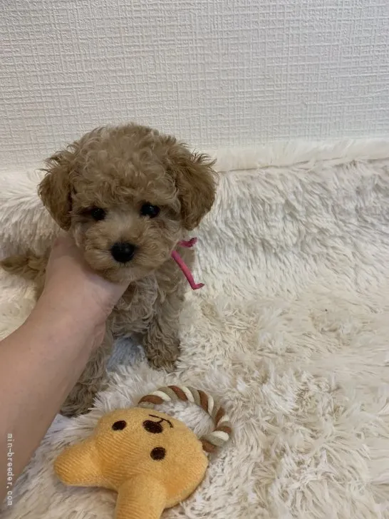 ID:2110-03628の子犬