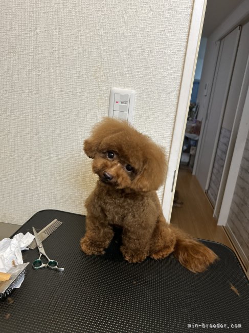 もふもふです