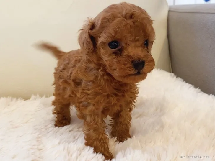 ID:2004-00790の子犬