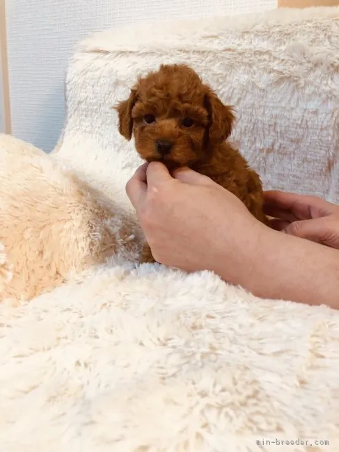 ID：1903-02986の子犬