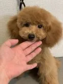タイニープードル【東京都・男の子・2019年2月13日・レッド】の写真3「8/28日撮影❣️実物の方が可愛い😍です☺️」