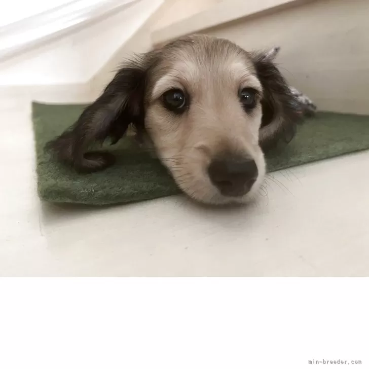 ID：2508-05797の子犬