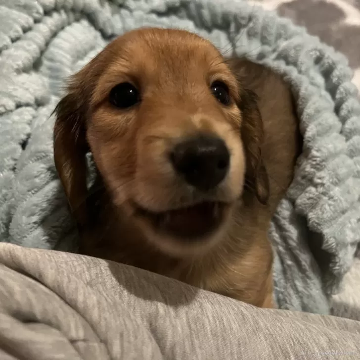 ID:2412-05984の子犬