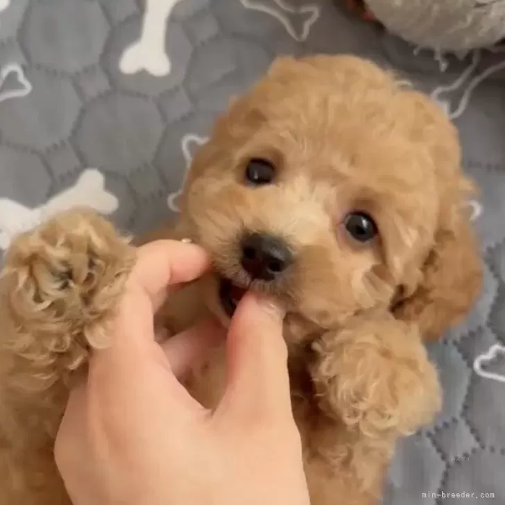 タイニープードル【広島県・女の子・2025年9月17日・オレンジフォーン】の写真1「たくさんご飯食べてお腹ぽんぽこりん」