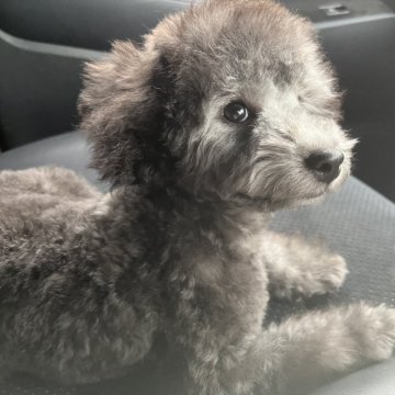 トイプードル(タイニー)【広島県・男の子・2025年1月15日・グレー】の写真「くりっとした可愛いお顔の男の子です✨毛色最高！」