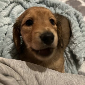 カニンヘンダックスフンド(ロング)【広島県・男の子・2024年11月25日・シェーデッド•レッド】の写真「ぽやっとのんびり甘えん坊♡遺伝子検査両親クリア」