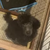 タイニープードル