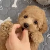 タイニープードル【広島県・女の子・2025年9月17日・オレンジフォーン】の写真1「たくさんご飯食べてお腹ぽんぽこりん」