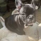 フレンチブルドッグ【広島県・女の子・2025年9月20日・ブリンドル】の写真5