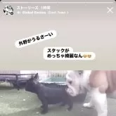 フレンチブルドッグ【広島県・女の子・2025年9月20日・ブリンドル】の写真6