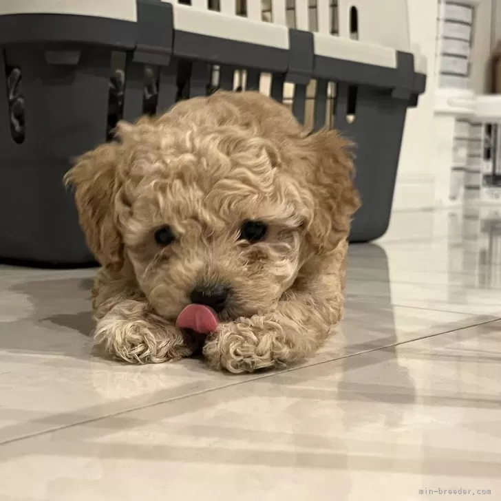 ID：2407-06060の子犬