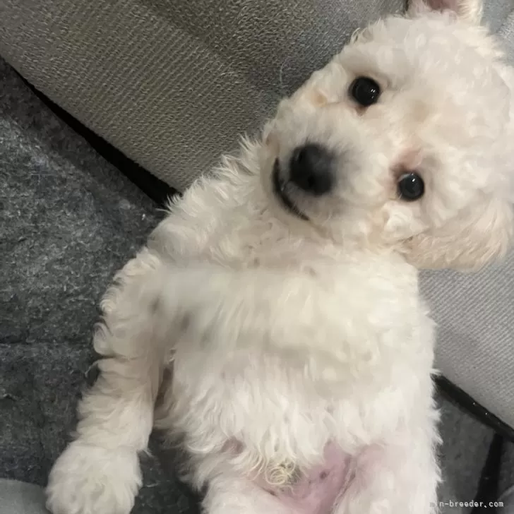 ID：2401-03148の子犬