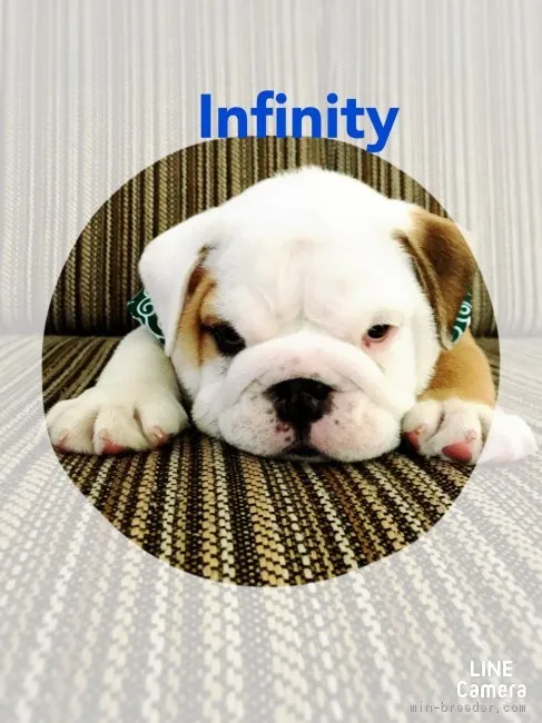 ID：1712-00556の子犬