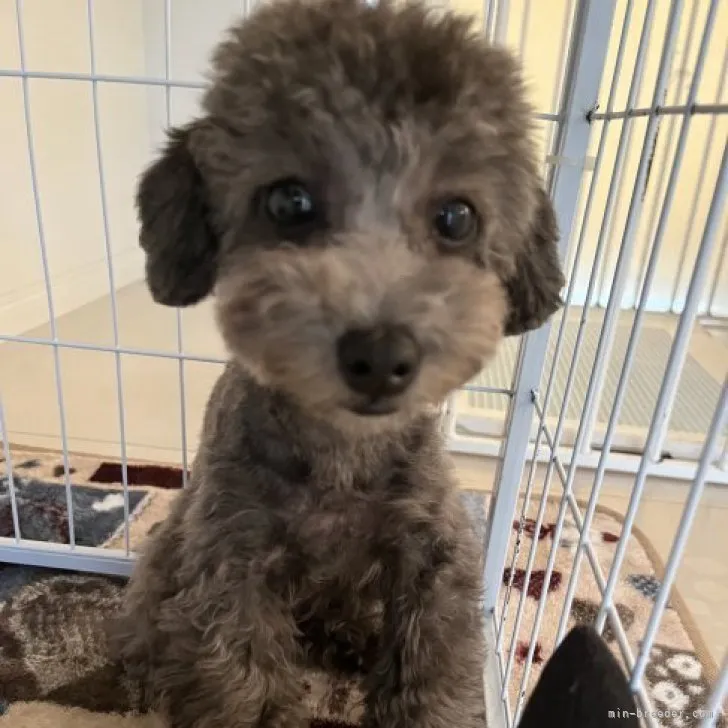 ID:2309-03316の子犬