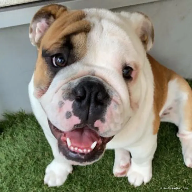 ID：2205-04108の子犬
