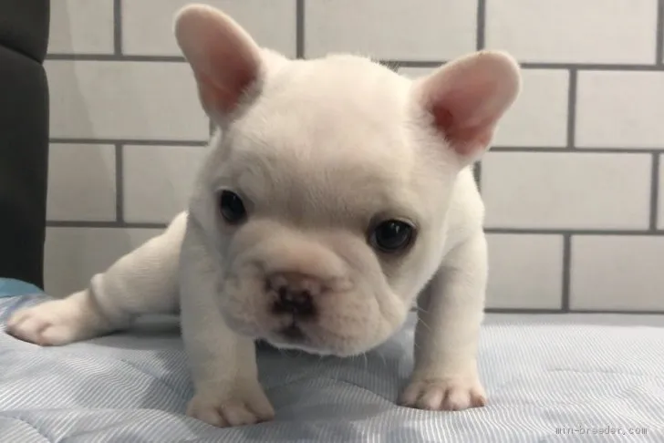 ID：1909-00357の子犬