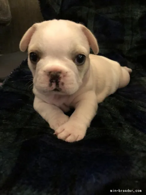 六助＆九凛 様のお迎えした子犬
