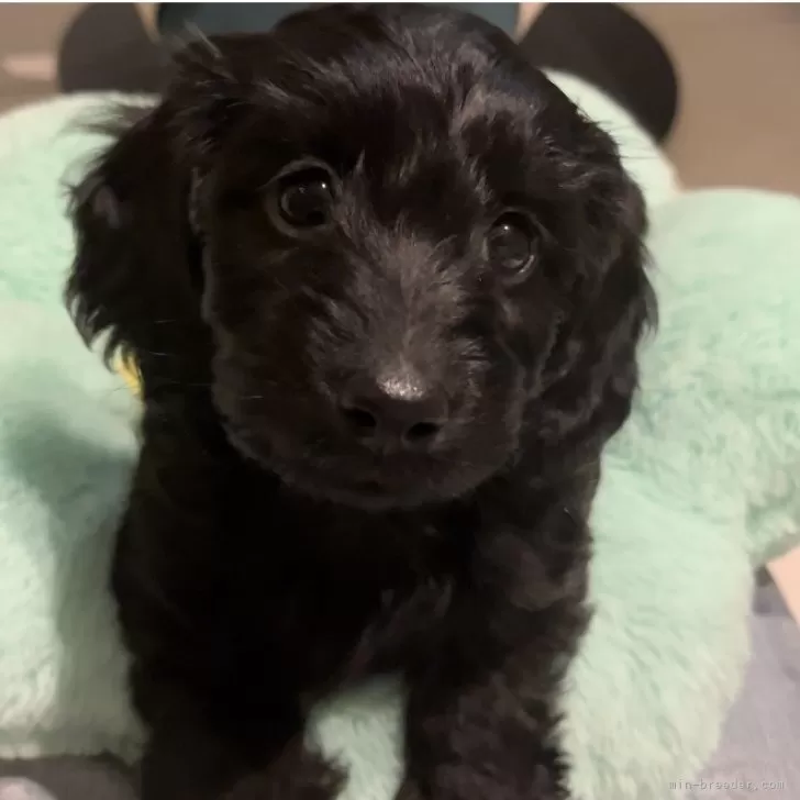ID:2405-04260の子犬