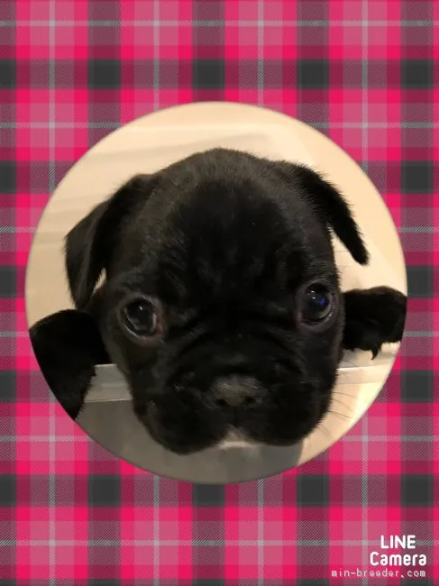 あっぷる 様のお迎えした子犬