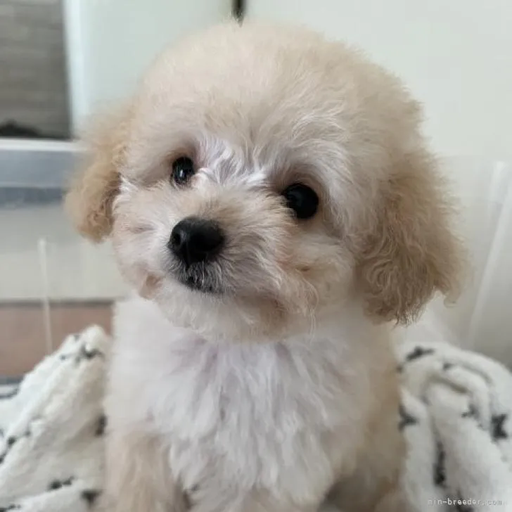 ID：2210-04283の子犬