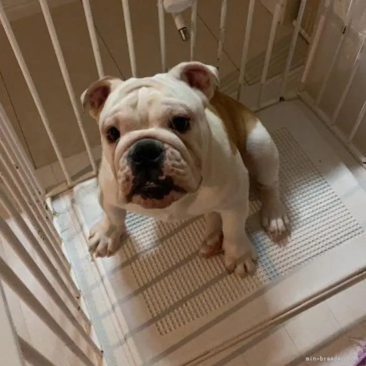 ID：2207-02079の子犬