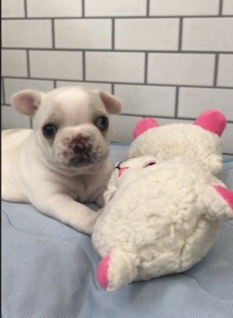 フレンチブルドッグ【広島県・女の子・2019年8月6日・クリーム】の写真「おっとりさんだけど甘え上手だね😊」