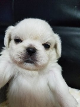 ペキニーズ【広島県・女の子・2017年12月16日・ホワイト】の写真「良く寝る子です」