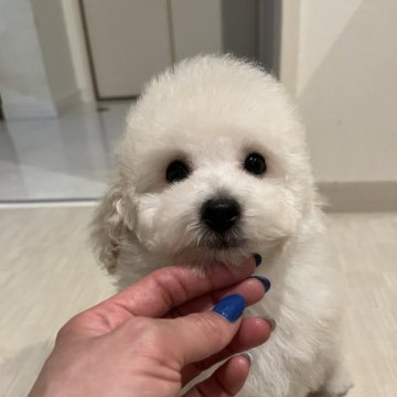 トイプードル(ティーカップ)【広島県・男の子・2024年6月15日・ホワイト】の写真「クリクリの可愛い目と毛質の良さ、元気いっぱい♥️」