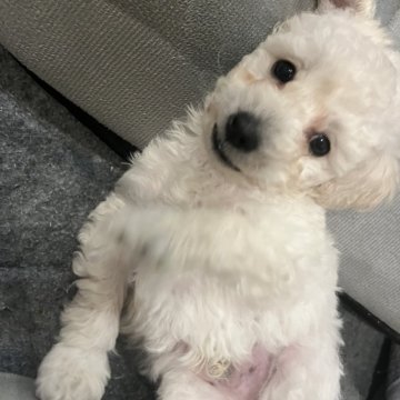 トイプードル(トイ)【広島県・男の子・2023年11月16日・ホワイト】の写真「とっても優しい甘いお顔❤️遺伝子検査両親クリアです」