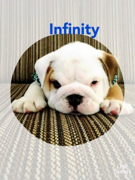 ブルドッグ【広島県・男の子・2017年9月29日・ホワイト&レッド】の写真「わんぱく坊主」