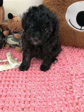 トイプードル(トイ)【広島県・女の子・2019年3月24日・シルバー】の写真「とってもマイペースでお昼寝大好きおっとり姫」