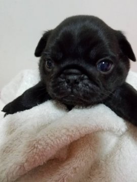 パグ【広島県・男の子・2017年10月25日・ブラック】の写真「まん丸おデブ」