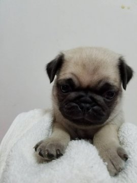 パグ【広島県・男の子・2017年10月25日・フォーン】の写真「まん丸おデブ」