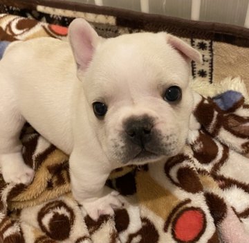 フレンチブルドッグ【広島県・男の子・2020年10月3日・クリーム】の写真「カメラ大好き💕💕
寝てても起きちゃう💕」