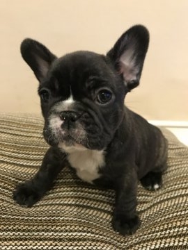 フレンチブルドッグ【広島県・女の子・2017年10月20日・ブリンドル】の写真「タイガーブリンドル」