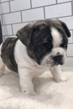 フレンチブルドッグ【広島県・男の子・2019年8月6日・パイド】の写真「なんと綺麗なお顔なんでしょう❣️」