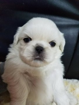 ペキニーズ【広島県・男の子・2017年12月16日・ホワイト】の写真「甘えたい盛りの男の子」