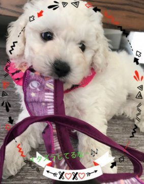 トイプードル(タイニー)【広島県・男の子・2018年8月25日・ホワイト】の写真「とっても甘えん坊❤️隠れんぼも大好き」