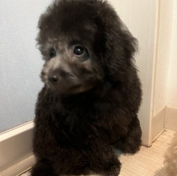トイプードル(ティーカップ)【広島県・男の子・2024年6月15日・シルバー】の写真「毛量爆毛！優良血統、健康優良♥️」
