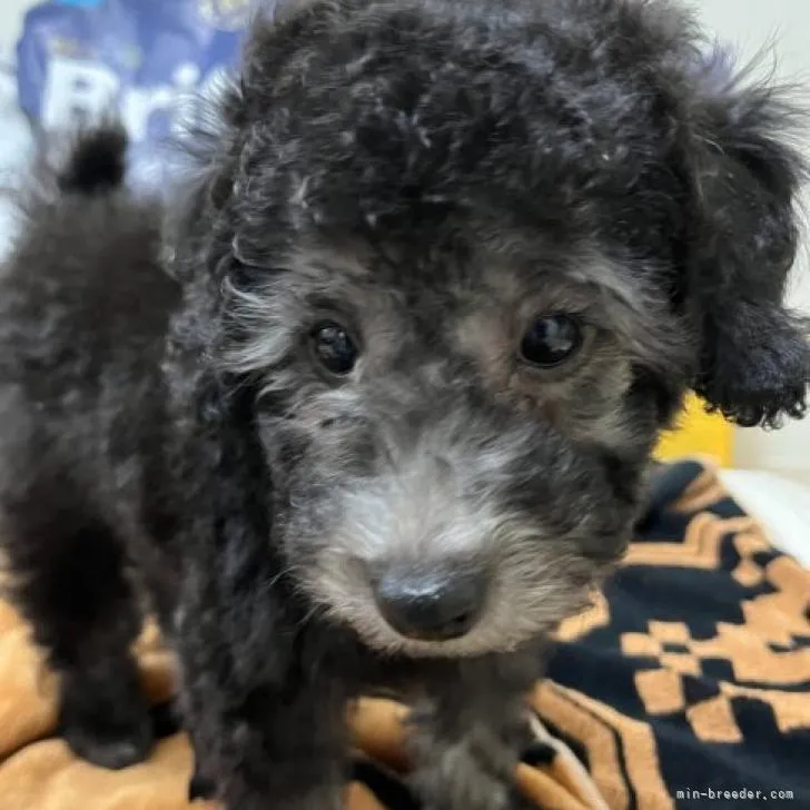 ID：2211-00026の子犬