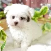 ティーカッププードル【埼玉県・男の子・2025年9月5日・パーティ】の写真1