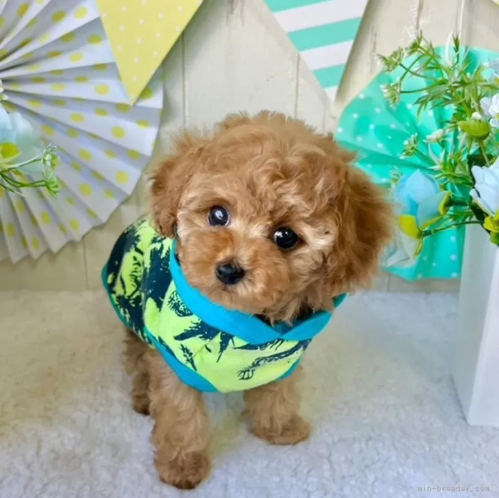 ID:2403-00826の子犬