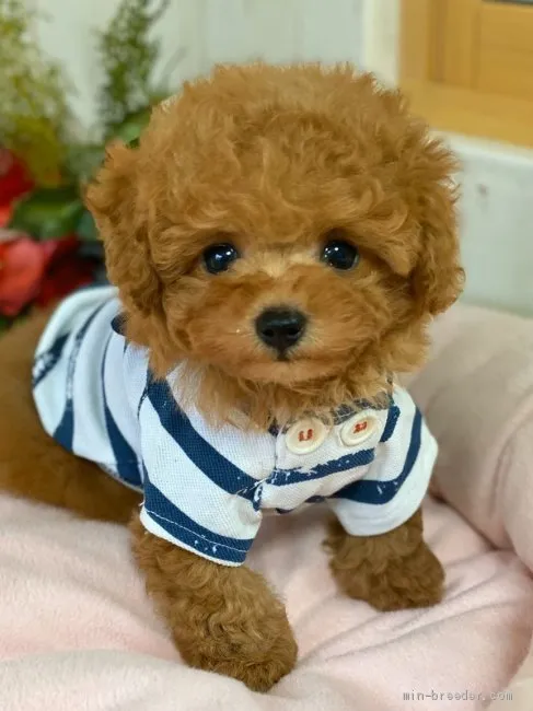 ID：2001-02979の子犬