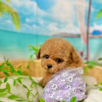 トイプードル(ティーカップ)【埼玉県・女の子・2024年5月18日・レッド】の写真「マズルが短く可愛い子です。」
