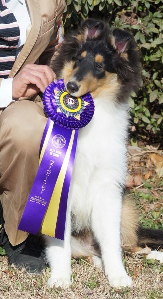 自家繁殖でのBaby Best in Show受賞🏆｜吉村　智子(よしむら　ともこ)ブリーダー(神奈川県・ペキニーズなど・JKC/JCC登録)の紹介写真2